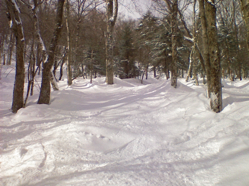 stowoods1.gif