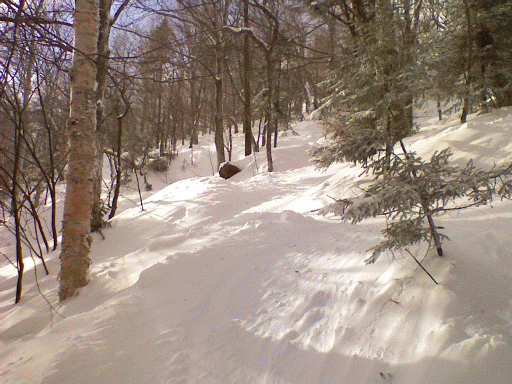stowoods2.gif