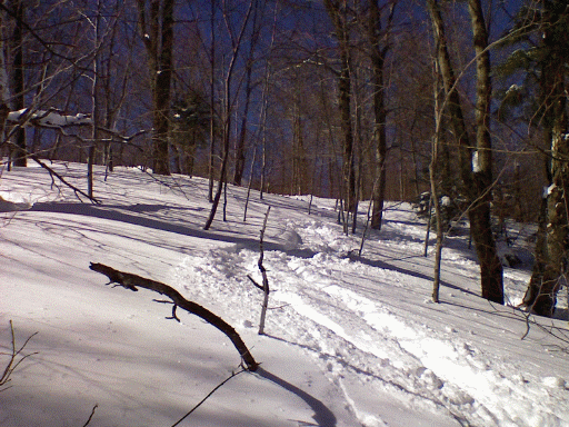 woods.gif
