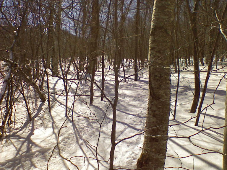 r0323081104.gif